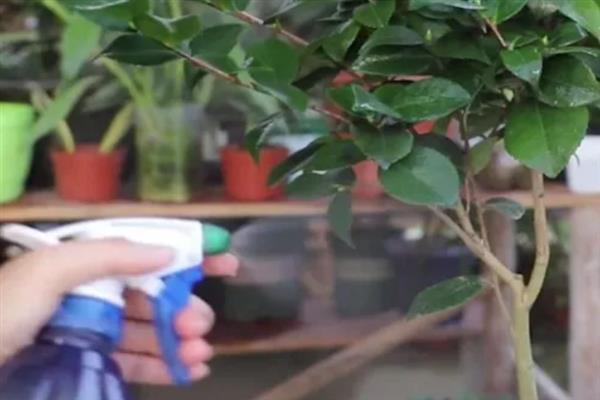 在家怎么养护四季茶花，春秋季节每隔2-3天浇一次水