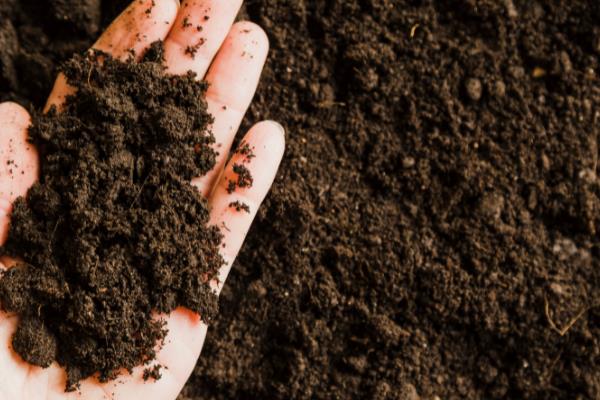 天天开花的养殖方法，适宜生长在温暖的气候环境中