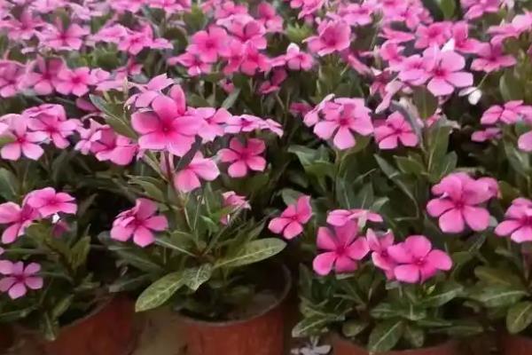 天天开花的养殖方法，适宜生长在温暖的气候环境中