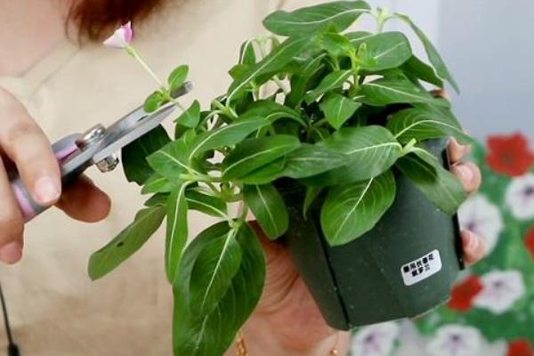 天天开花的养殖方法，适宜生长在温暖的气候环境中