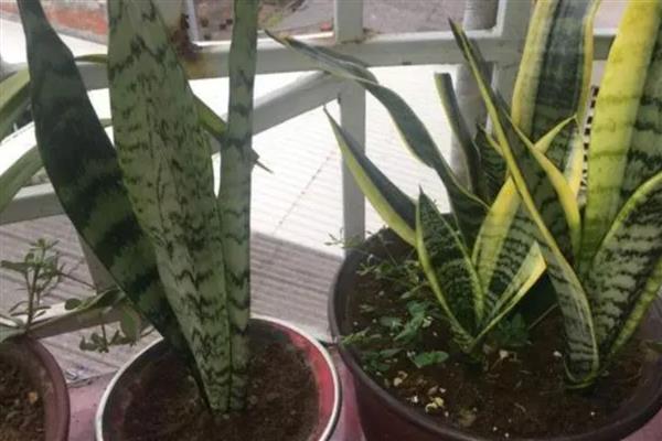 虎皮兰的叶子为什么发白，一般是光照过强、浇水过多等原因所致