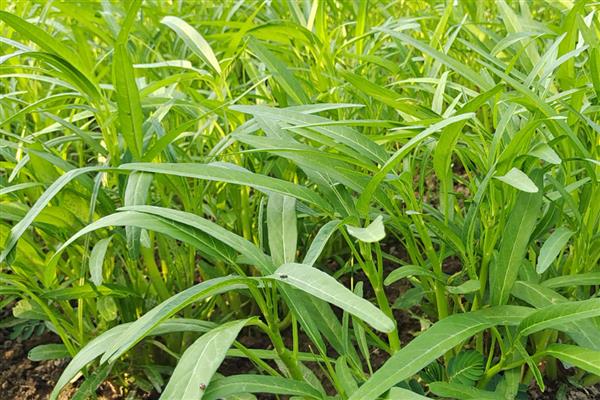 哪些农作物适合在谷雨时节种植，可栽培棉花、红薯、花生等品种