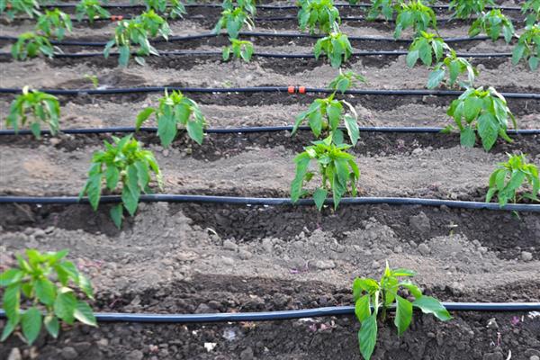 哪些农作物适合在谷雨时节种植，可栽培棉花、红薯、花生等品种