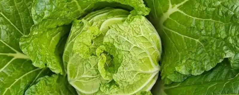 大白菜补钙的方法，种植前每亩施40-50公斤过磷酸钙
