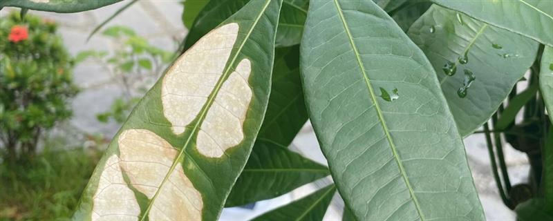 发财树的叶片有白斑如何解决，视情况采取升温、杀菌、除虫等措施