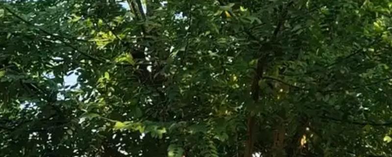 国槐是哪种树木，属于落叶乔木