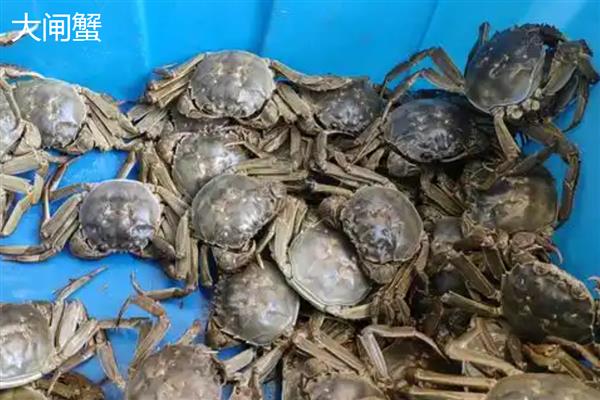 大闸蟹和毛蟹的区别，外观和产地均不同