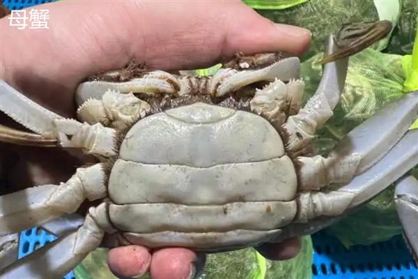 大闸蟹和毛蟹的区别，外观和产地均不同