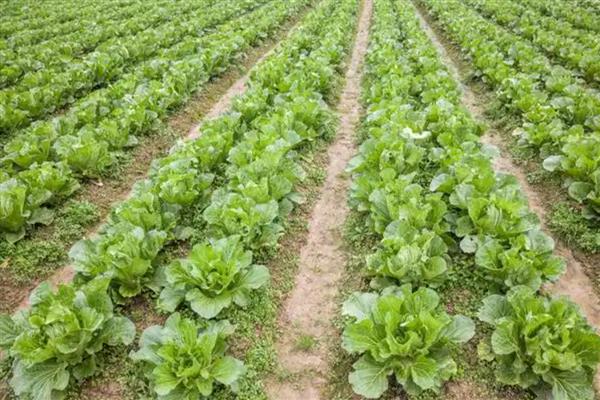 大白菜补钙的方法，种植前每亩施40-50公斤过磷酸钙