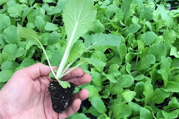 大白菜补钙的方法，种植前每亩施40-50公斤过磷酸钙