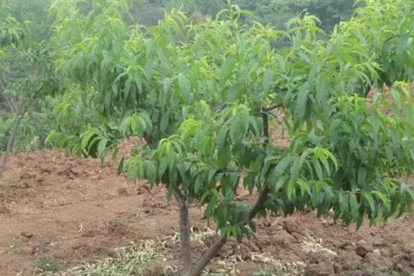 家里种桃树吉不吉利，家里种桃树不吉利
