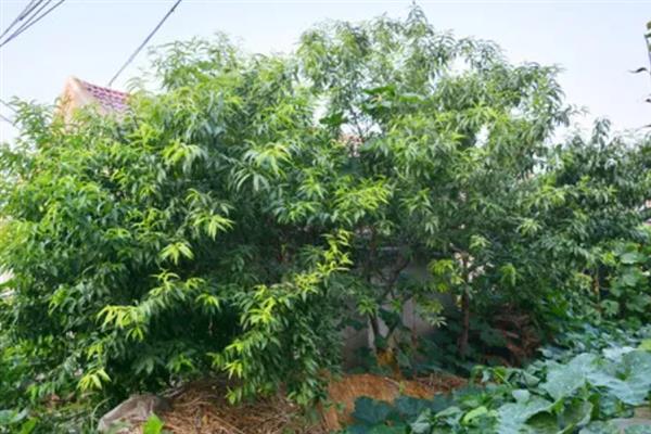 家里种桃树吉不吉利，家里种桃树不吉利