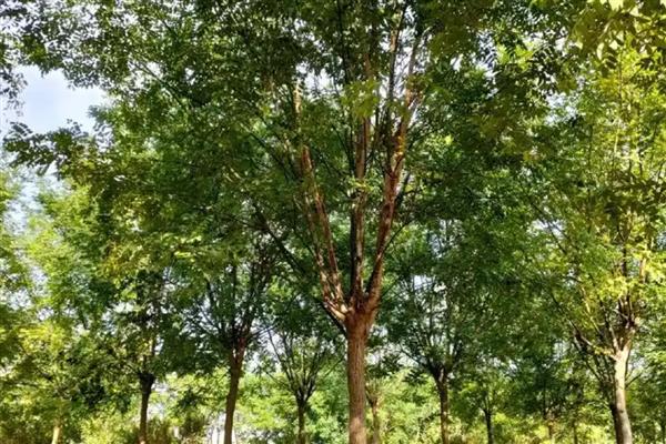 国槐是哪种树木,属于落叶乔木