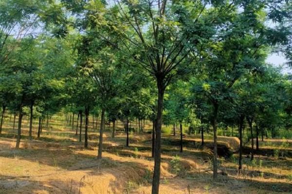 国槐是哪种树木,属于落叶乔木