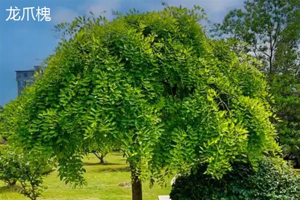 国槐是哪种树木，属于落叶乔木