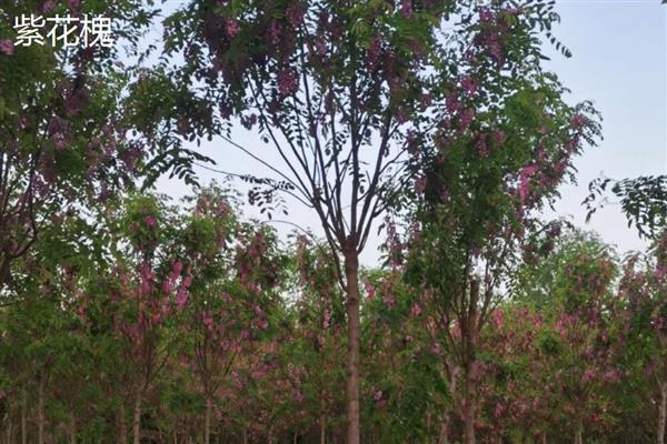 国槐是哪种树木,属于落叶乔木