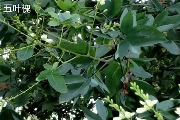 国槐是哪种树木,属于落叶乔木