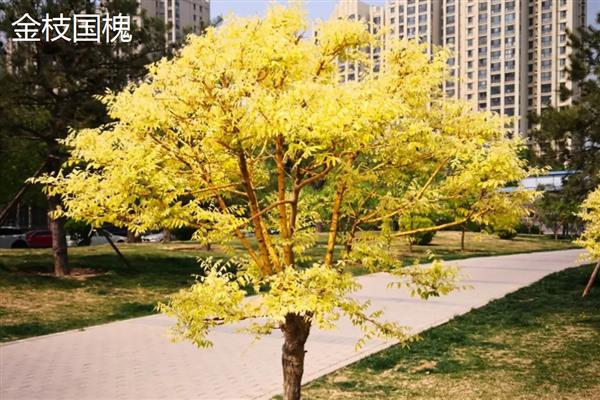 国槐是哪种树木,属于落叶乔木