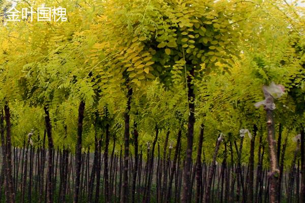 国槐是哪种树木,属于落叶乔木