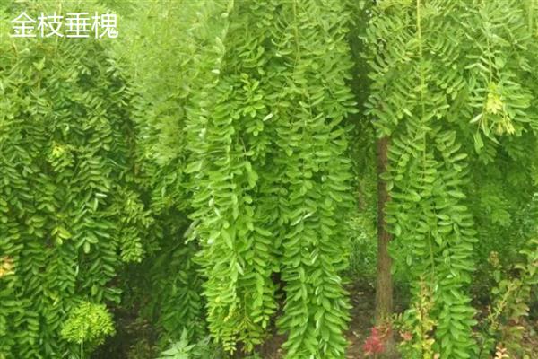 国槐是哪种树木,属于落叶乔木