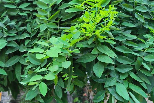 国槐是哪种树木,属于落叶乔木