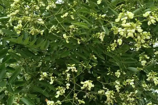 国槐是哪种树木,属于落叶乔木