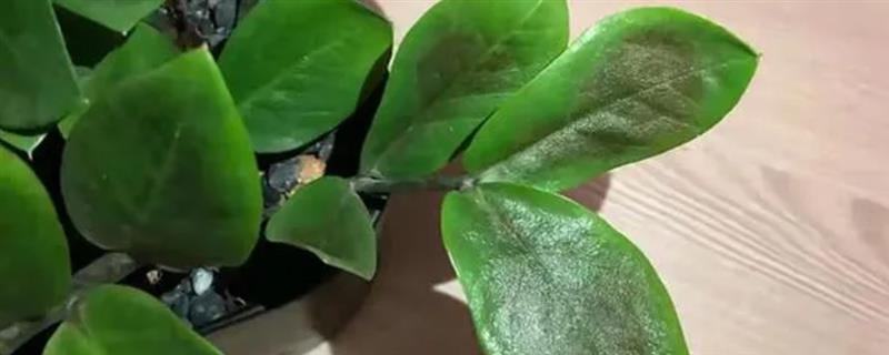 金钱树冻伤后如何补救，需及时喷洒多菌灵溶液