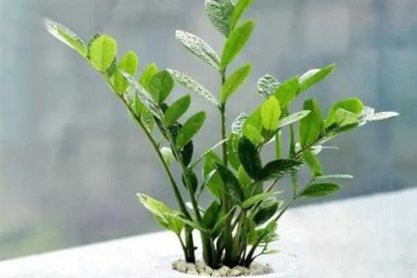 金钱树冻伤后如何补救，需及时喷洒多菌灵溶液