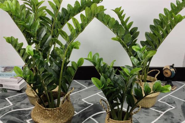 金钱树冻伤后如何补救，需及时喷洒多菌灵溶液