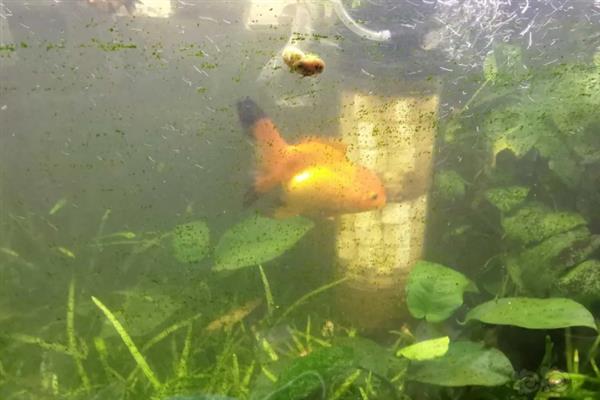 培养硝化细菌要不要打氧，属于好氧性细菌培育时必须打氧