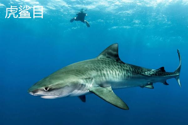 鲨鱼简介，是中大型海洋鱼类