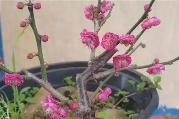 梅花有没有叶子，梅花有叶子