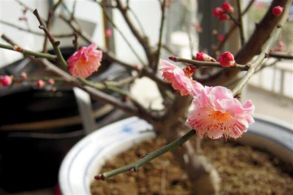 梅花有没有叶子，梅花有叶子