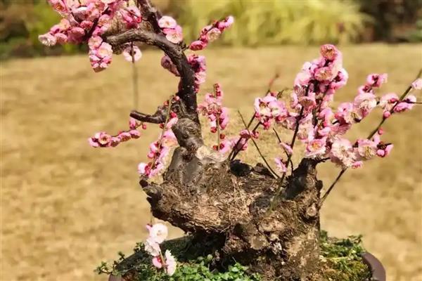 梅花有没有叶子，梅花有叶子