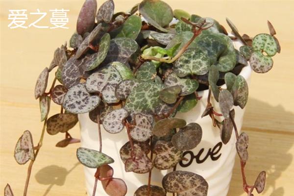 多肉喜光吗，大部分都是喜光品种