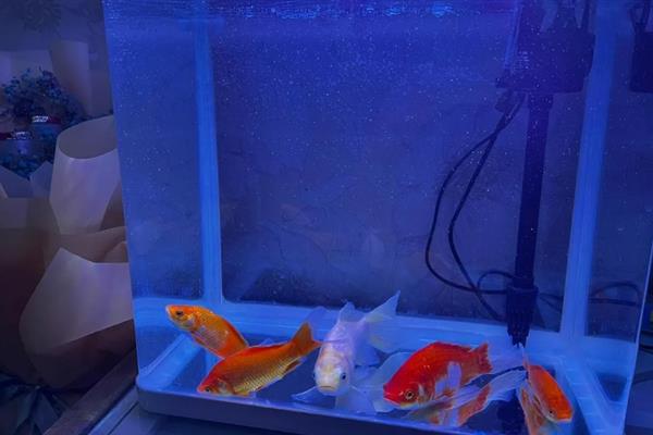金鱼为什么在缸底不动，一般是水温太低、水质太差等因素所致