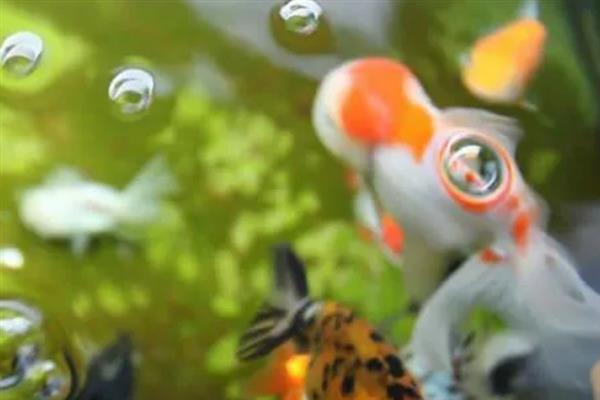 金鱼为什么在缸底不动，一般是水温太低、水质太差等因素所致