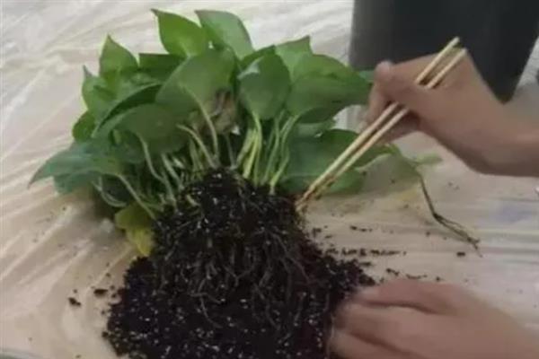 卧室放绿萝对小孩好不好,不建议在卧室养绿萝