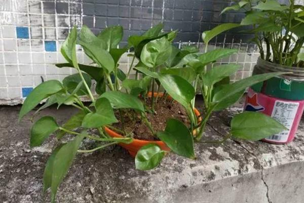 卧室放绿萝对小孩好不好,不建议在卧室养绿萝