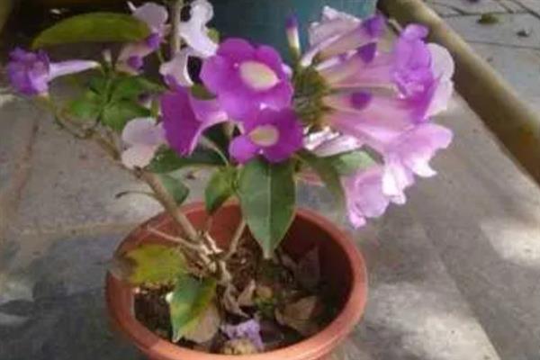 蒜香藤怎么养殖，春秋季节每隔2-3天浇一次水