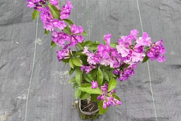 蒜香藤怎么养殖，春秋季节每隔2-3天浇一次水