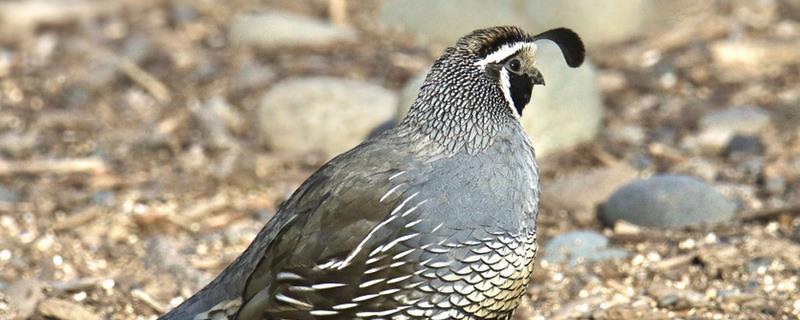 鹌鹑的产蛋数量，每天下一次且每次产一枚