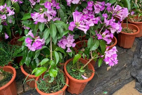 蒜香藤怎么养殖，春秋季节每隔2-3天浇一次水