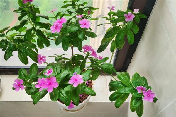 蒜香藤怎么养殖，春秋季节每隔2-3天浇一次水
