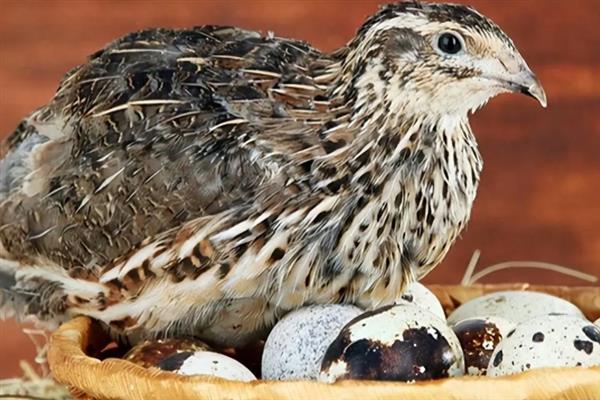 鹌鹑的产蛋数量，每天下一次且每次产一枚