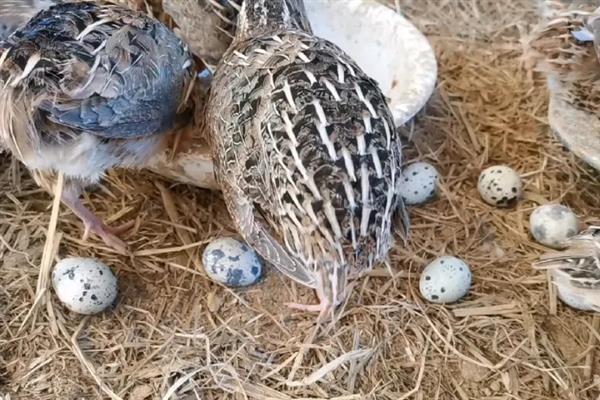 鹌鹑的产蛋数量，每天下一次且每次产一枚