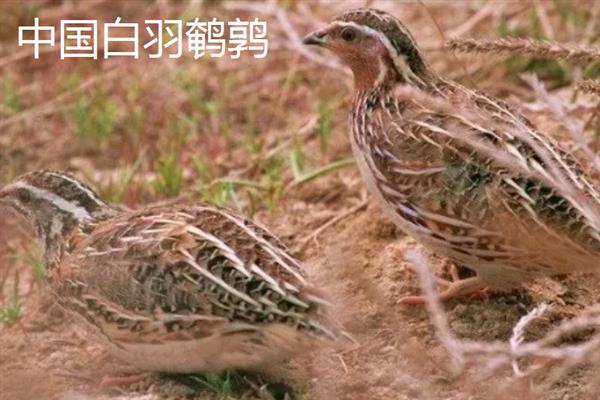 鹌鹑的产蛋数量，每天下一次且每次产一枚