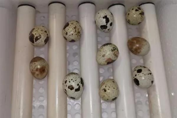 鹌鹑的产蛋数量，每天下一次且每次产一枚