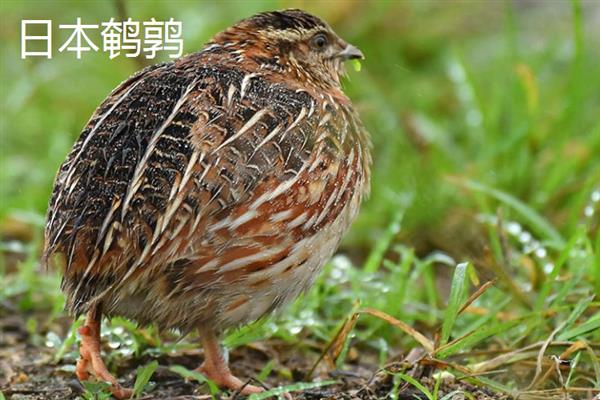 鹌鹑的产蛋数量，每天下一次且每次产一枚