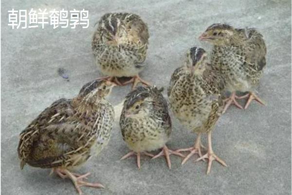 鹌鹑的产蛋数量，每天下一次且每次产一枚